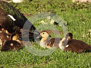 Muscovy duck chickens sittin in the grass