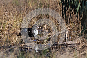 Muscovy duck cleaning himself on the lake