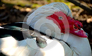 Muscovy duck close-up in park