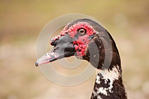 Muscovy duck close-up portrait. Macro.