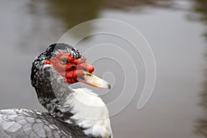 Muscovy duck close view of eye and red face cairina moschata