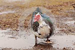 Muscovy duck, with distinctive black and white plumage, stands gracefully beside a tranquil body of water on a farm.