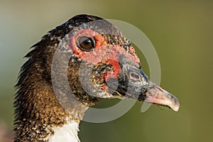 Muscovy Duck Domestic type Cairina moschata Costa Ballena Cadiz