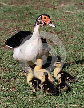 Muscovy Duck and Ducklings