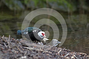 Muscovy Duck entering a pond