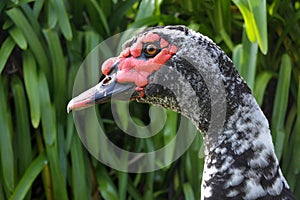 Muscovy duck face Wildlife background