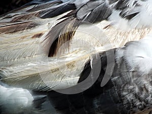 Muscovy Duck feathers (Cairina moschata)