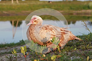 Muscovy duck, female