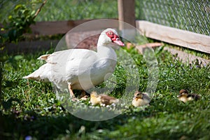 Muscovy duck female with litlle ducklings in permaculure garden