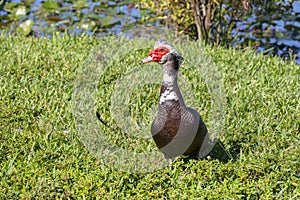 Muscovy Duck On The Grass