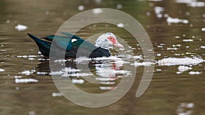 Muscovy Duck, Heavy-bodied Duck, Cairina moschata male on the water