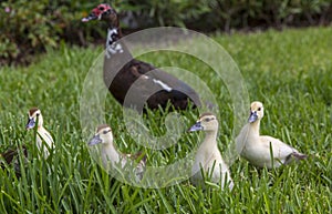 Muscovy duck with her four ducklings