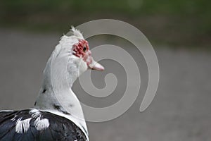 Muscovy Duck is a really interesting bird native to the southern hemisphere commonly referred to as a duck, but in fact
