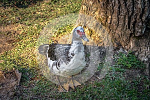 Muscovy Duck at Lago Negro & x28;Black Lake& x29; - Gramado, Rio Grande do Sul, Brazil photo