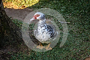 Muscovy Duck at Lago Negro & x28;Black Lake& x29; - Gramado, Rio Grande do Sul, Brazil photo