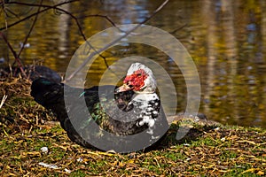 Muscovy Duck Looking Around