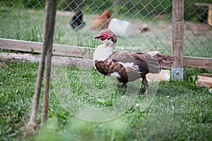 Muscovy duck male in permaculture garden