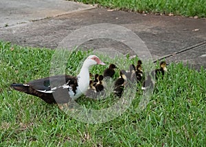 Muscovy Duck Mother Walks with Ducklings