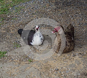 Muscovy duck Muscovy duck Cairina moschata sitting couple male and female, large duck native to Mexico, Central, and