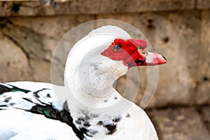 Muscovy Duck Perched in Urban Park Setting