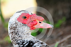 Muscovy duck portrait