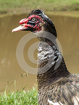 Muscovy duck portrait head detail