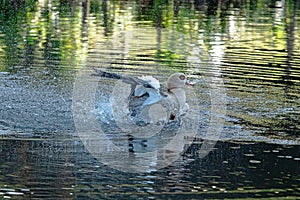 Muscovy Duck Preening in a Pool of Water