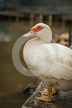 Muscovy duck with red facial skin or spots surrounding the eyes