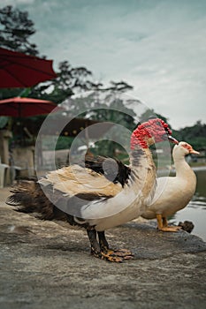 Muscovy duck with red facial skin or spots surrounding the eyes