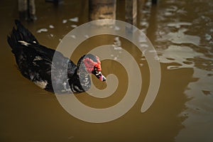 Muscovy duck with red facial skin or spots surrounding the eyes