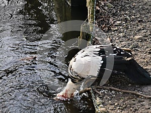 Muscovy duck with red head in action, catching fish in a lake, Cairina moschata, Rare species