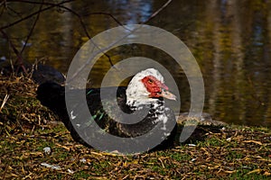 Muscovy Duck Resting on Land