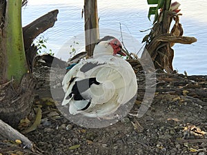 Muscovy duck sitting beside the lake
