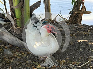 Muscovy duck sitting beside the lake