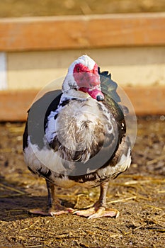 Muscovy duck with a striking red beak, showcasing its unique and vibrant feature in a farm setting. Vertical photo