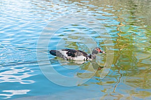 Muscovy Duck swimming at the lake. Cairina moschata is a large duck