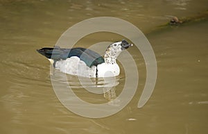 Muscovy Duck swims in water.