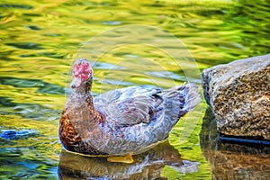 Muscovy Duck wading in Shallow waters