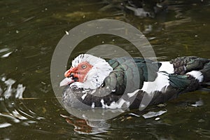 Muscovy Duck on Water