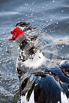Muscovy Duck in water
