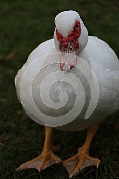 Muscovy duck in winter in israel park