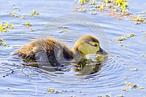 Muscovy Duckling Eating Seaweeds