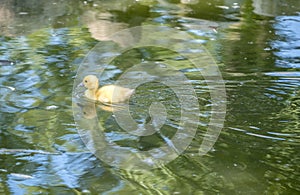 Muscovy Duckling Swimming in a Pond 1