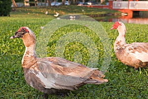 Muscovy Ducks