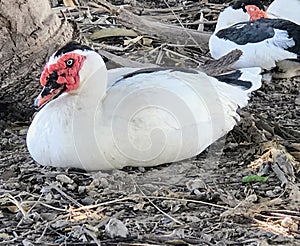 Muscovy ducks