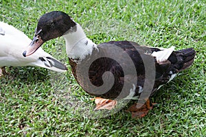 Muscovy ducks Cairina moschata