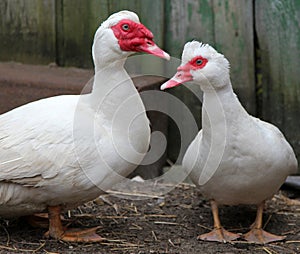 Muscovy ducks (Cairina moschata) in the farmyard