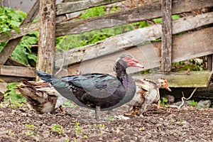 Muscovy ducks Cairina moschata outdoors