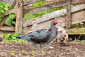 Muscovy ducks Cairina moschata outdoors