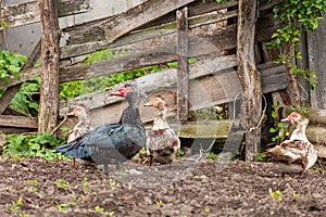 Muscovy ducks Cairina moschata outdoors